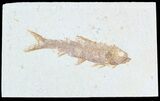 Knightia Fossil Fish - Wyoming #55317-1